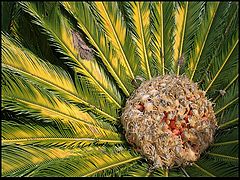 photo "Palm flower"