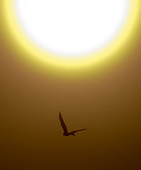 photo "Burning Sun"