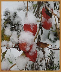 photo "***"