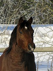 photo "Junetime's Elf Prince (again)"