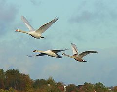 photo "Swans in flight...."