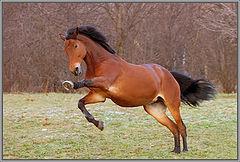 photo "Enthusiasm."