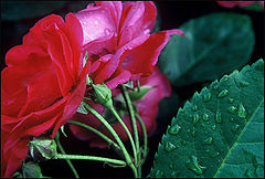 photo "Beautiful Red Rose"