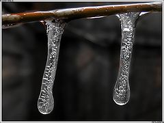 photo "Two Snotty icicleS"