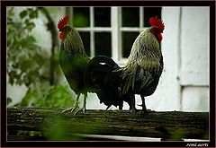 фото "two bosses"
