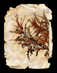photo "***"