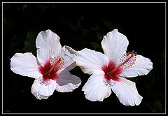 фото "Two of us"