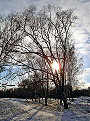 photo "The cold winter sun"