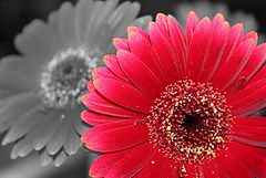 photo "Don't be afraid to announce about yourself!"
