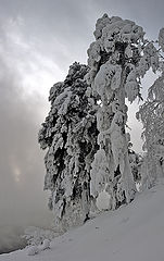 фото "В дозоре"