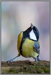 photo "Pride! 3"
