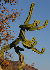 фото "Curly Cactus"