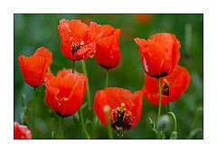 фото "Poppy Flowers"