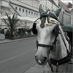 photo "***"