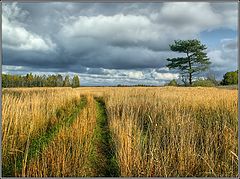 photo "Under the sky of an autumn"
