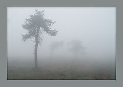 photo "***"