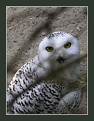 photo "White owl"