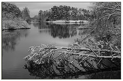 photo "Tree 2"