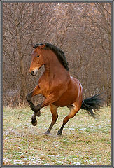 photo "Zealous."