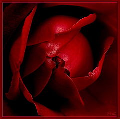 album "Flower sensuality"