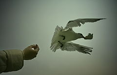 photo "***"