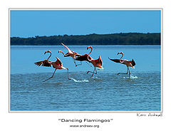 photo "Dancing Flamingoes"