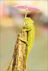 photo "cameleon"