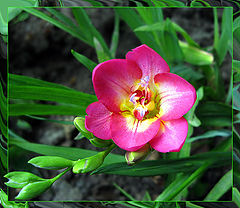 photo "Freesia"