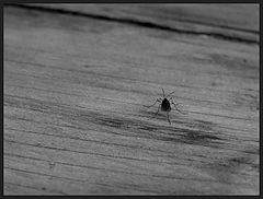 photo "Fragile"
