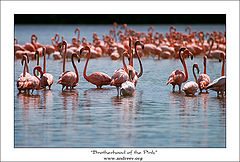 photo "Brotherhood of the Pink"