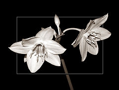 photo "White flowers"