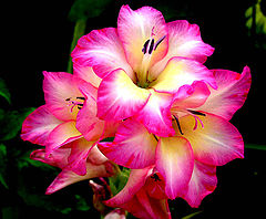 photo "Pink"