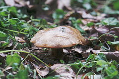 фото "Замороженный."