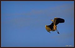 фото "higher and higher"