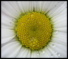 photo "***"