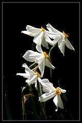 photo "Narcisus"