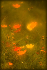 photo "***"