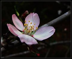 photo "Almonds"