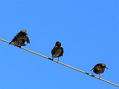 photo "blacks birds"