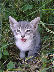 photo "Crying in a grass"