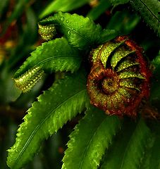 photo "Rain Forest Fern"