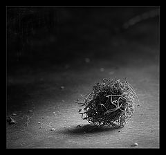 photo "Sunflower"