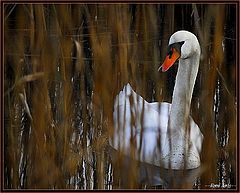 фото "Swan between the sheer"