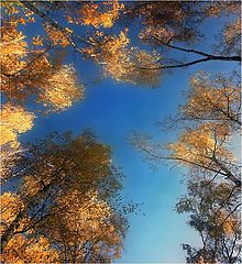 photo "Autumn light"