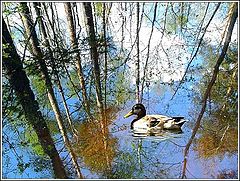 фото "отражение осени"