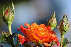 photo "***"