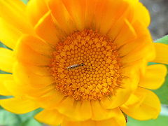 photo "yellow"