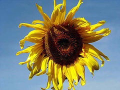 photo "Sunny"