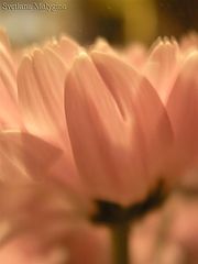 photo "***"