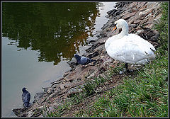photo "The involuntary witness of serious conversation"